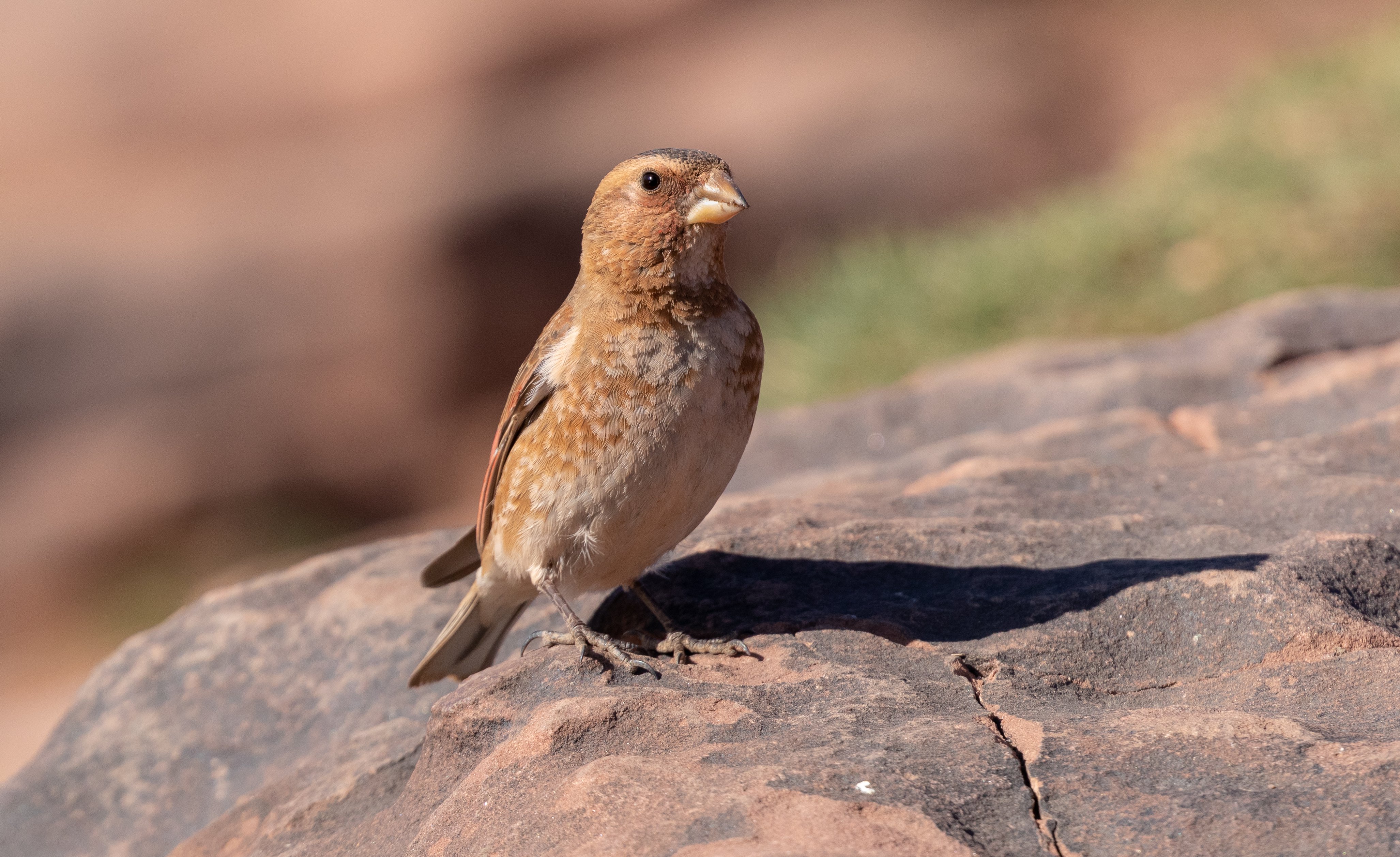 African Crimson-winged Finch FE