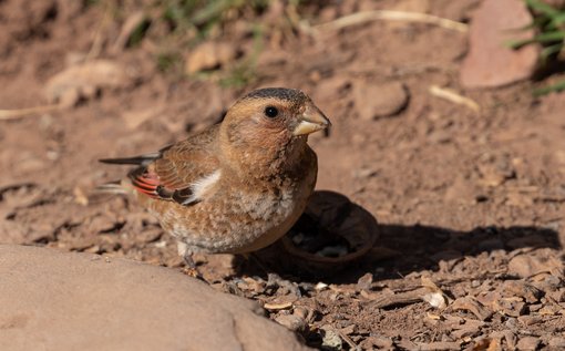 African Crimson-winged Finch 2 FE