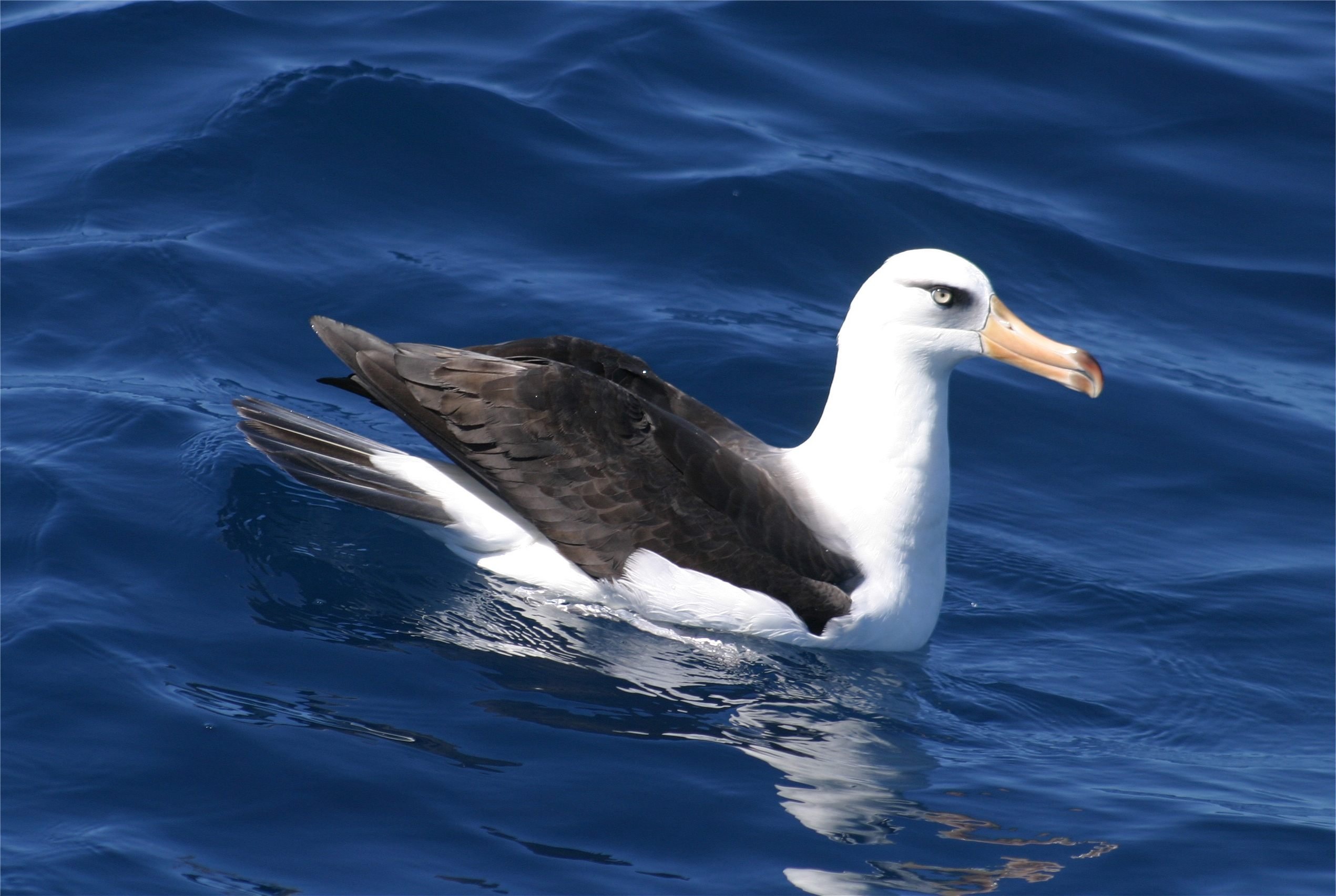 Campbell albatross 1355 CPC