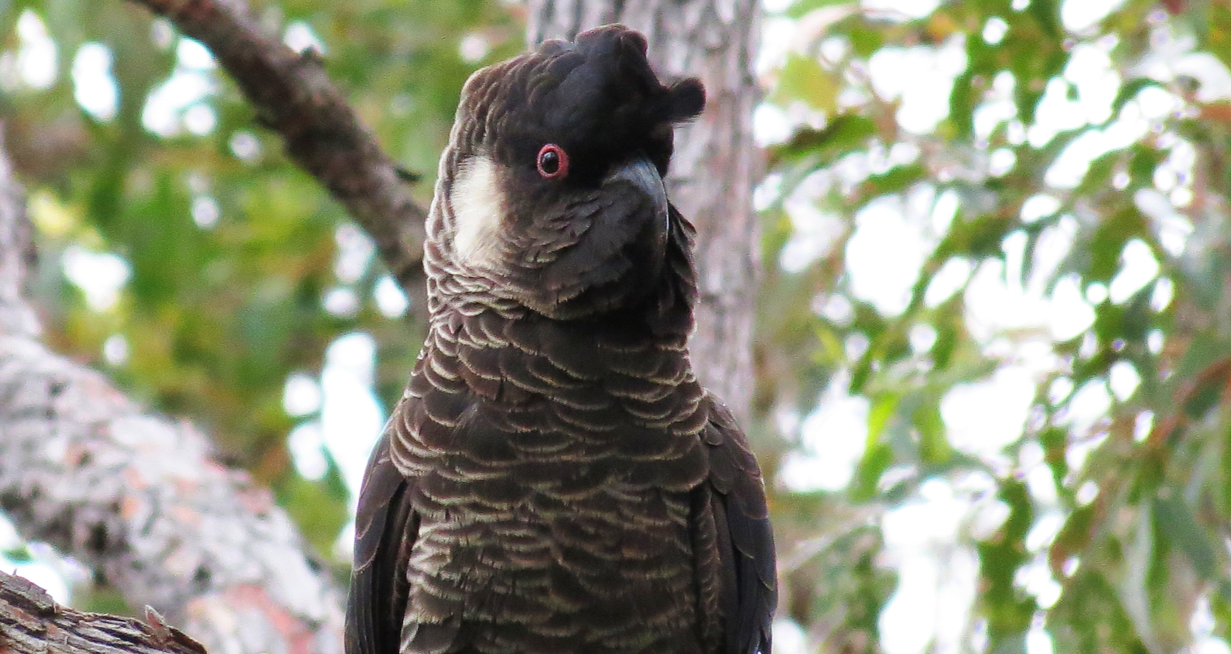 Carnaby's Black-Cockatoo Australia SW Peter Taylor.JPG