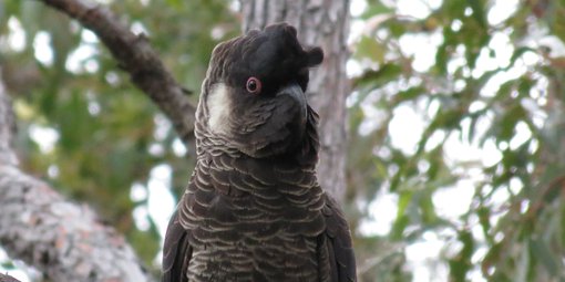 Carnaby's Black-Cockatoo male IMG_0025.JPG