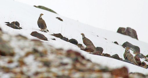 Caucasian Snowcocks 1 Georgia ecotours.ge.jpg