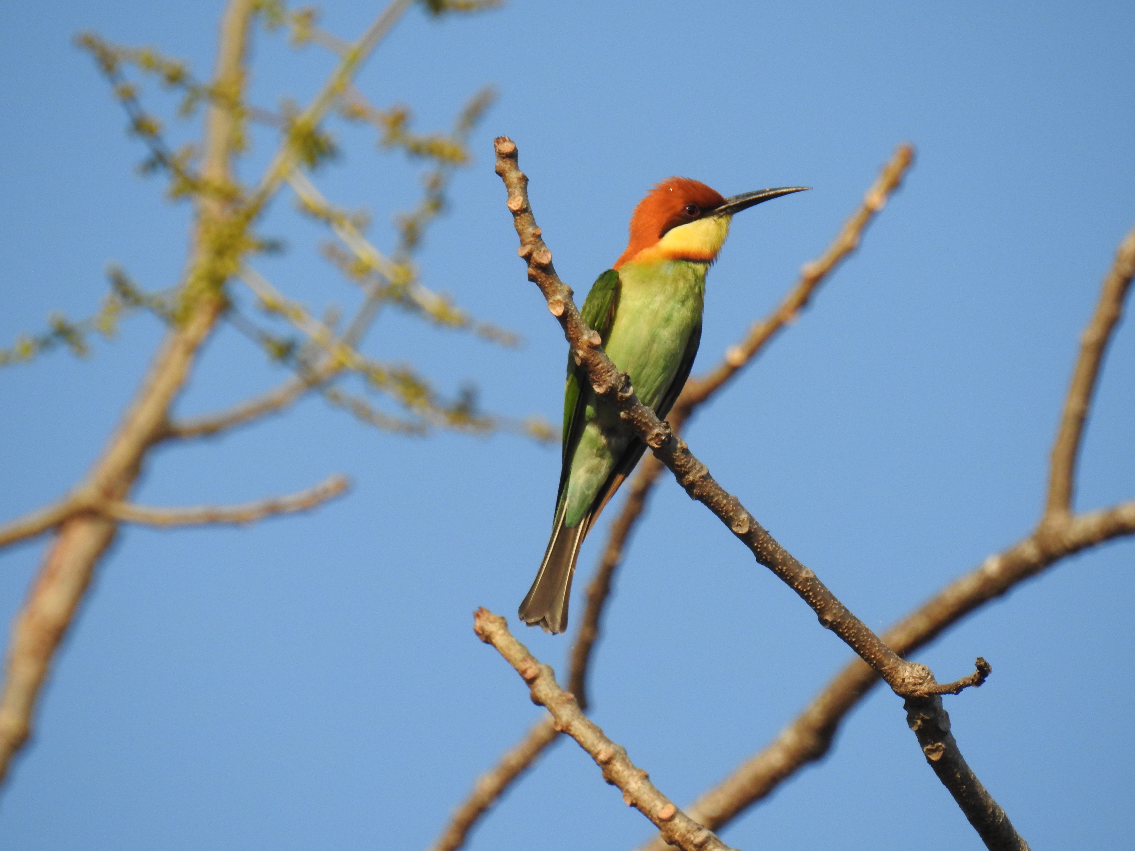 Chestnut-headed Bee-eater CB DSCN5124.JPG