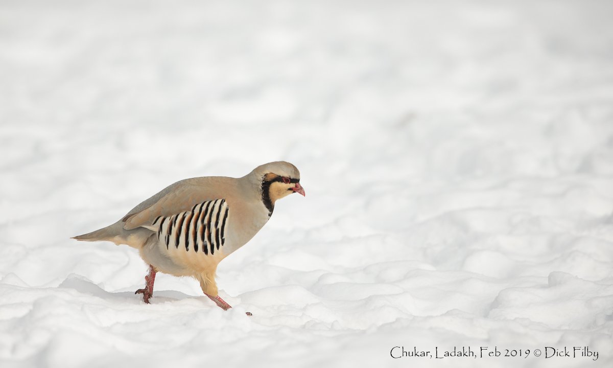 Chukar, Ladakh, Feb 2019 C Dick Filby-1766-2