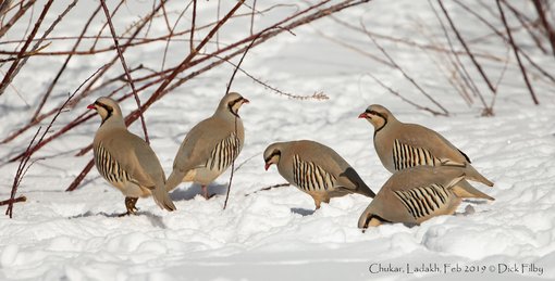 Chukar, Ladakh, Feb 2019 © Dick Filby-1293