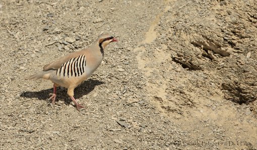 Chukar, Ladakh, Feb 2019 © Dick Filby-1355