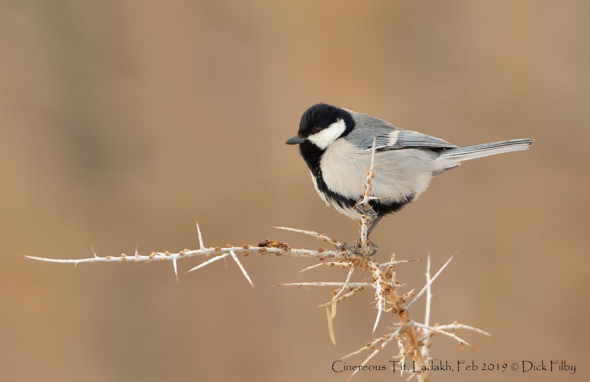 Cinereous Tit, Ladakh, Feb 2019 © Dick Filby-0005