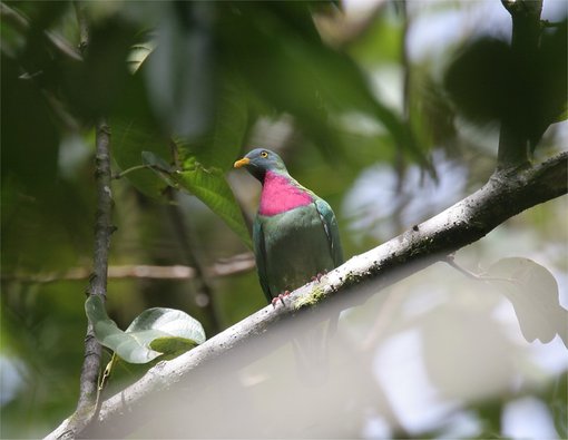 Claret-breasted Fruit-dove CPC.jpg