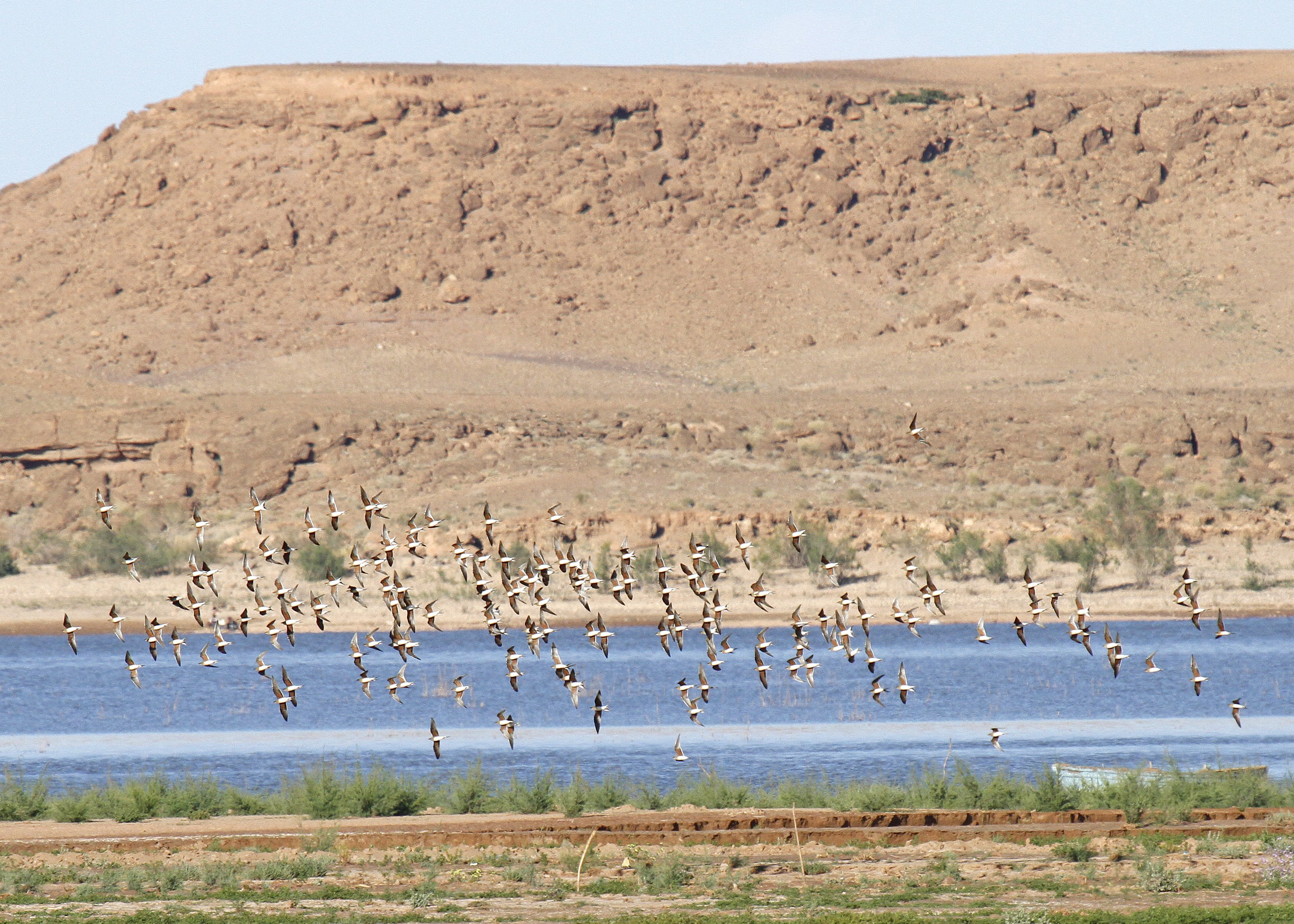 Collared Pratincoles 2 _MG_2555