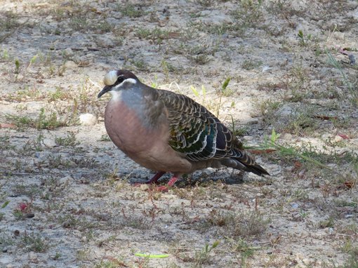 Common Bronzewing male IMG_0043 Peter Taylor.JPG