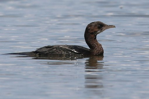 Cormorant-Pygmy-Birding-Wildlife-tour-Hungary-Kiskunsag-Ecotours-KondorEcolodge.hu-S05A1424.JPG