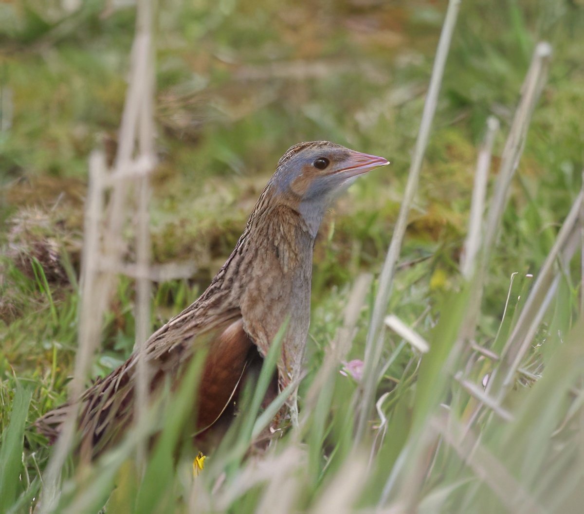 Corncrake_7733-300x264-gigapixel-standard-scale-4_00x