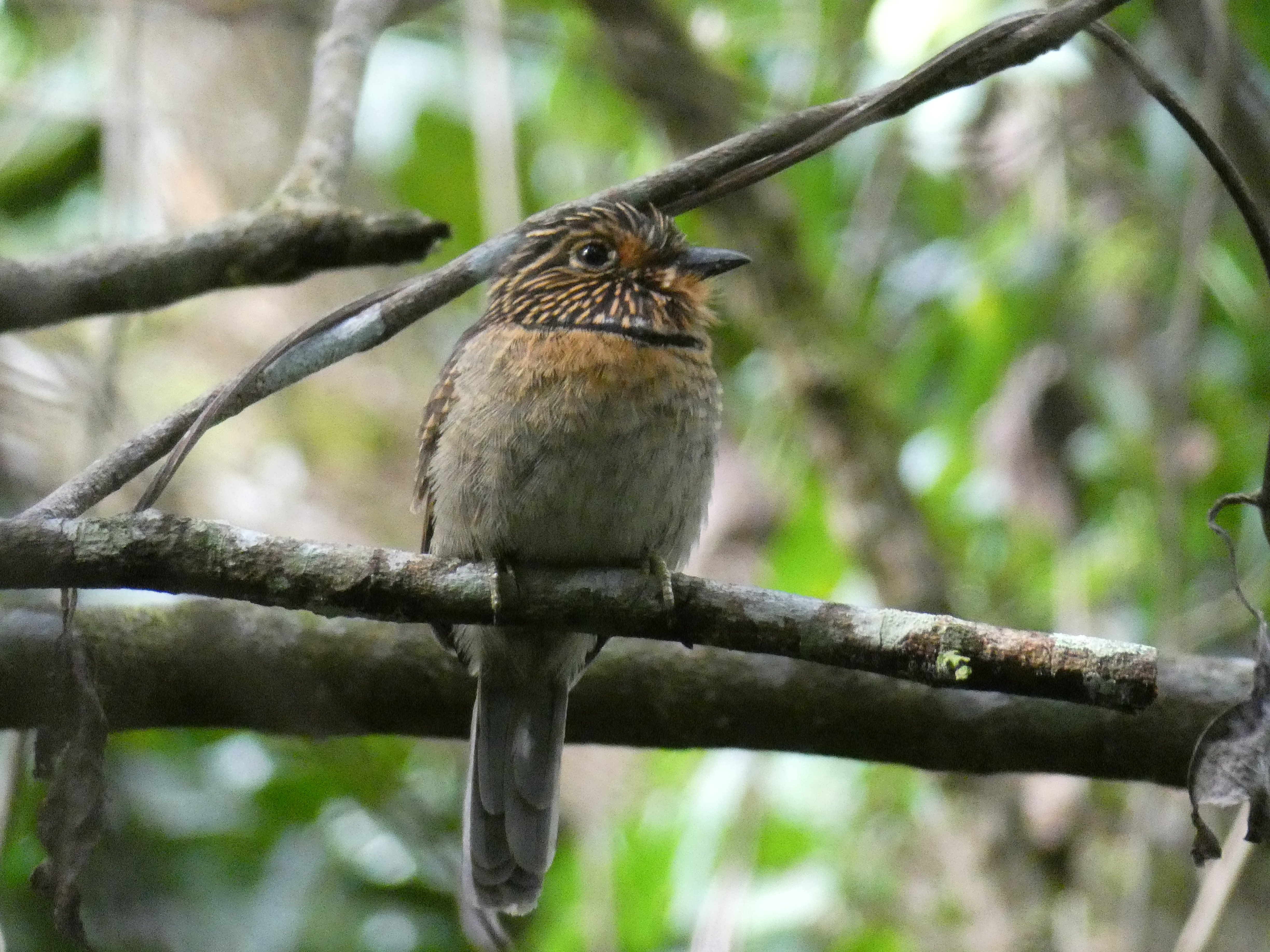 Crescent-chested Puffbird