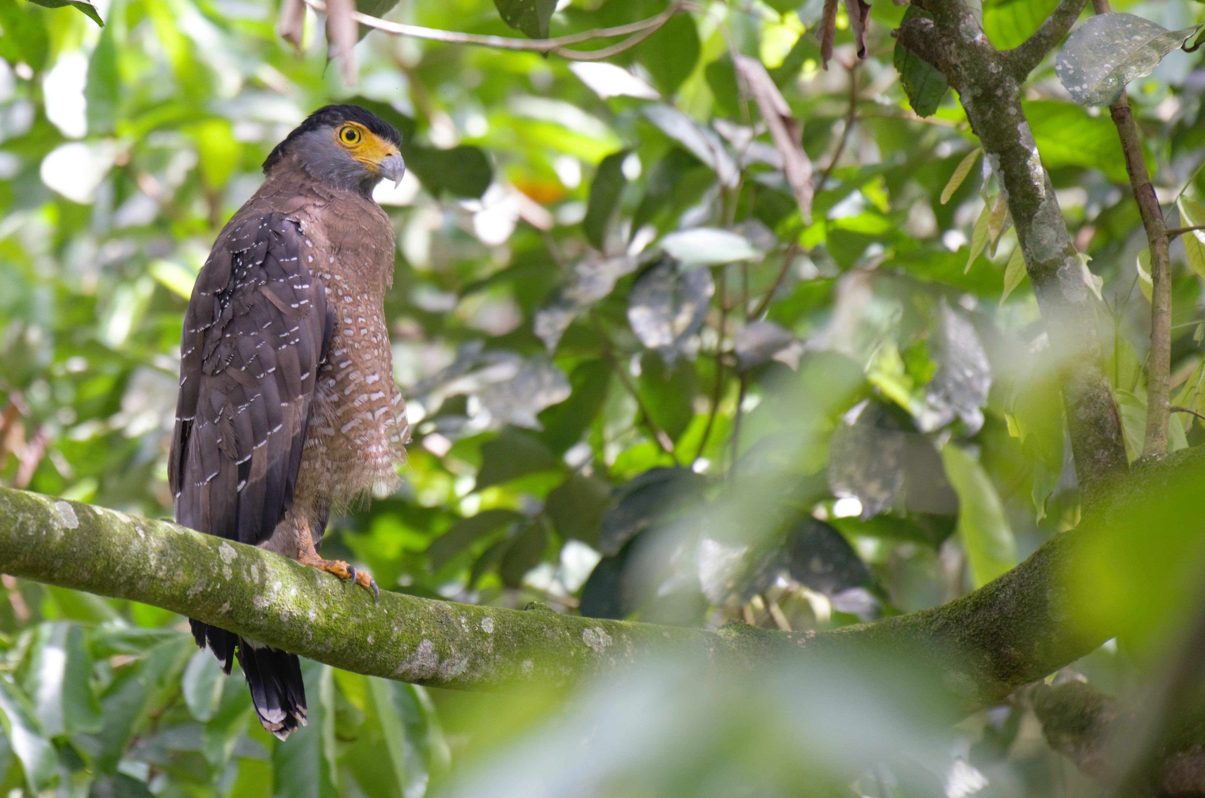 Crested Serpent Eagle 1 Bird Tour Malaysia Borneo.jpg