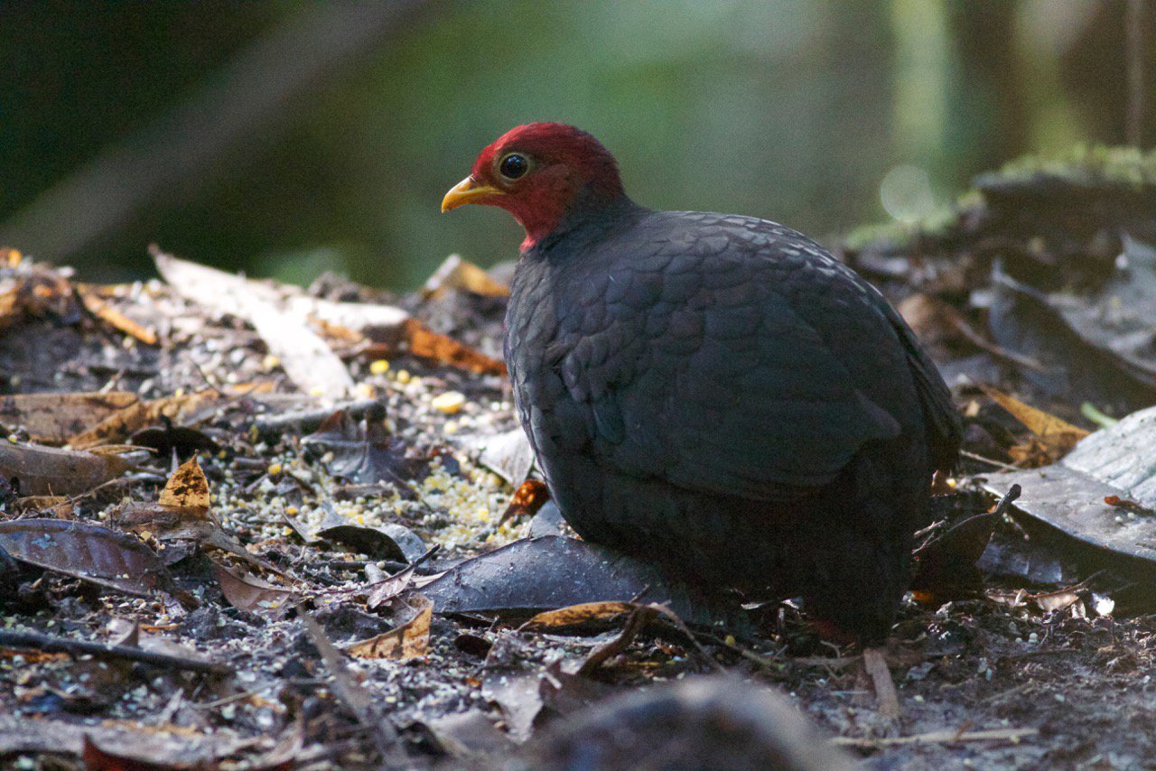 Crimson-headed Partridge © Gary Elton.jpg