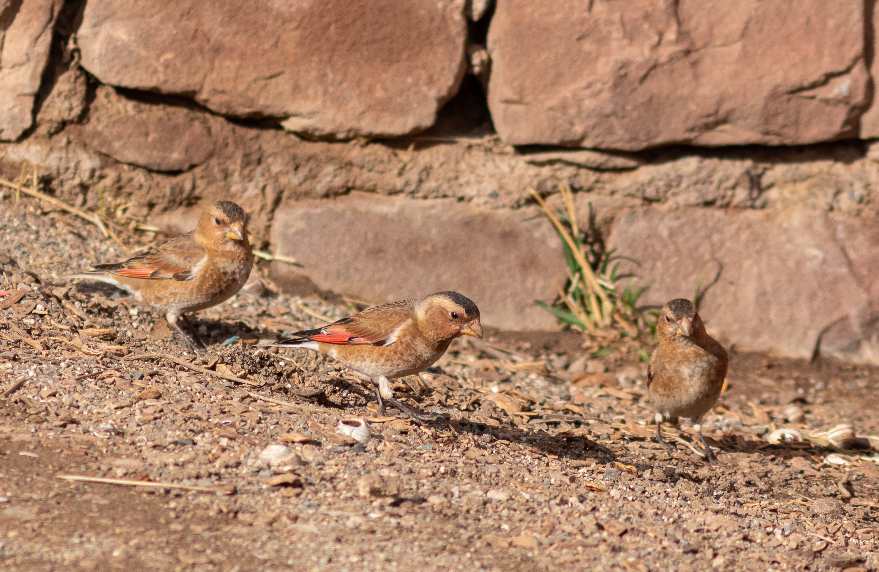 Crimson-winged Finch