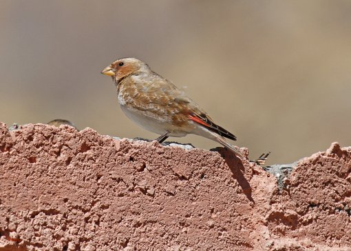 Crimson-winged Finch 1_MG_1772