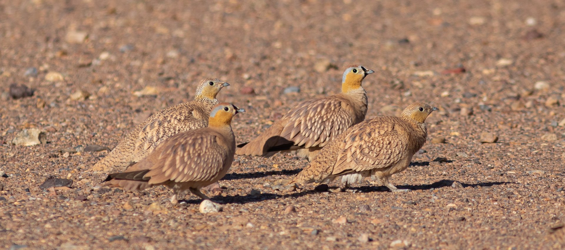 limosa bird tours