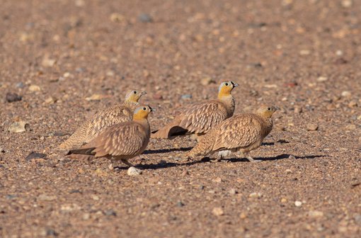 Crowned Sandgrouse