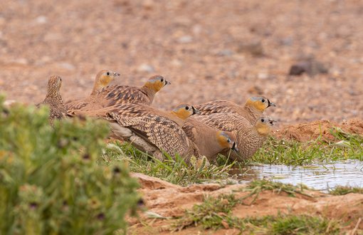 Crowned Sandgrouse FE