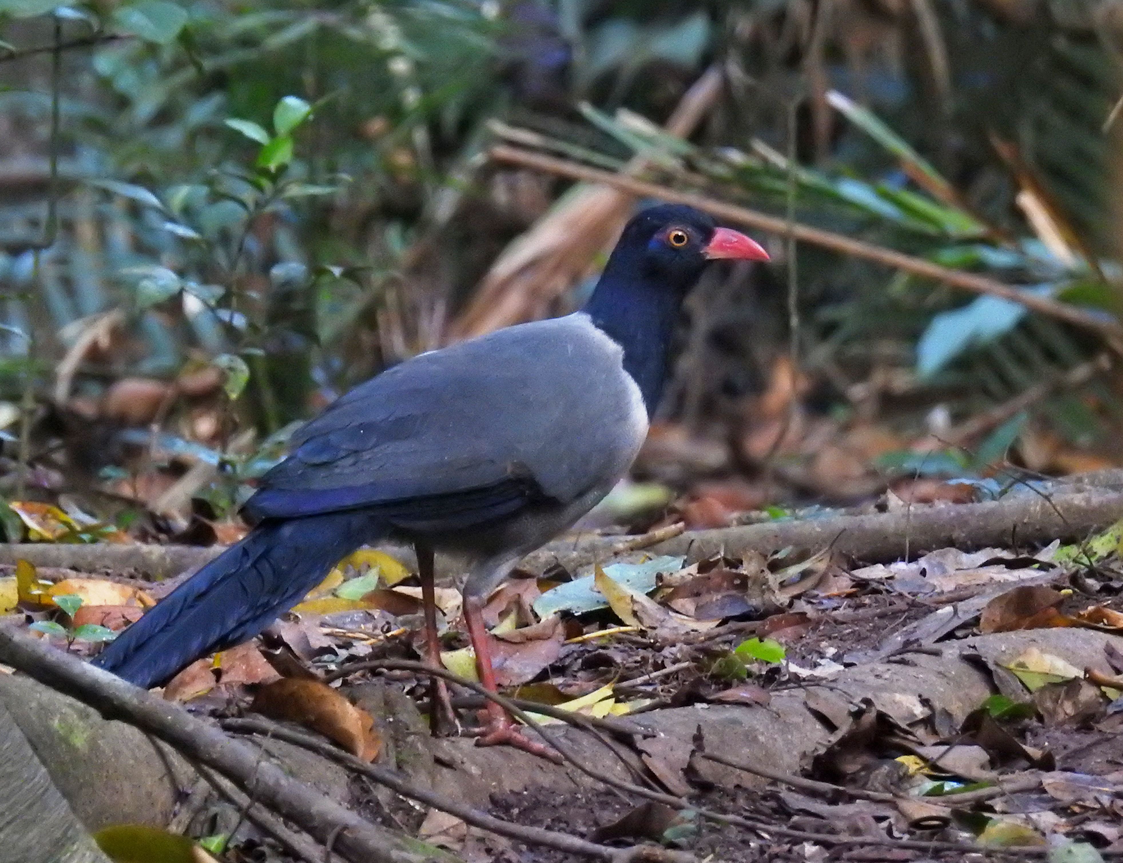 Coral-billed Ground-Cuckoo CB DSCN1074.JPG