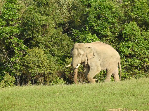 Asian Elephant CB DSCN1155.JPG