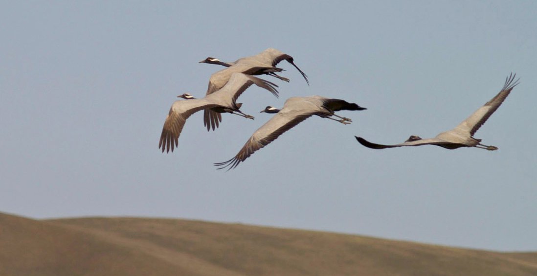 Demoiselle Crane Georgia ecotours.ge.jpg