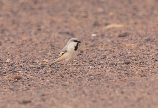 Desert Sparrow FE