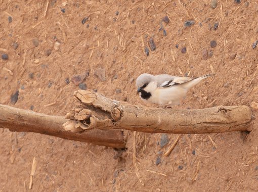 Desert Sparrow 2 FE