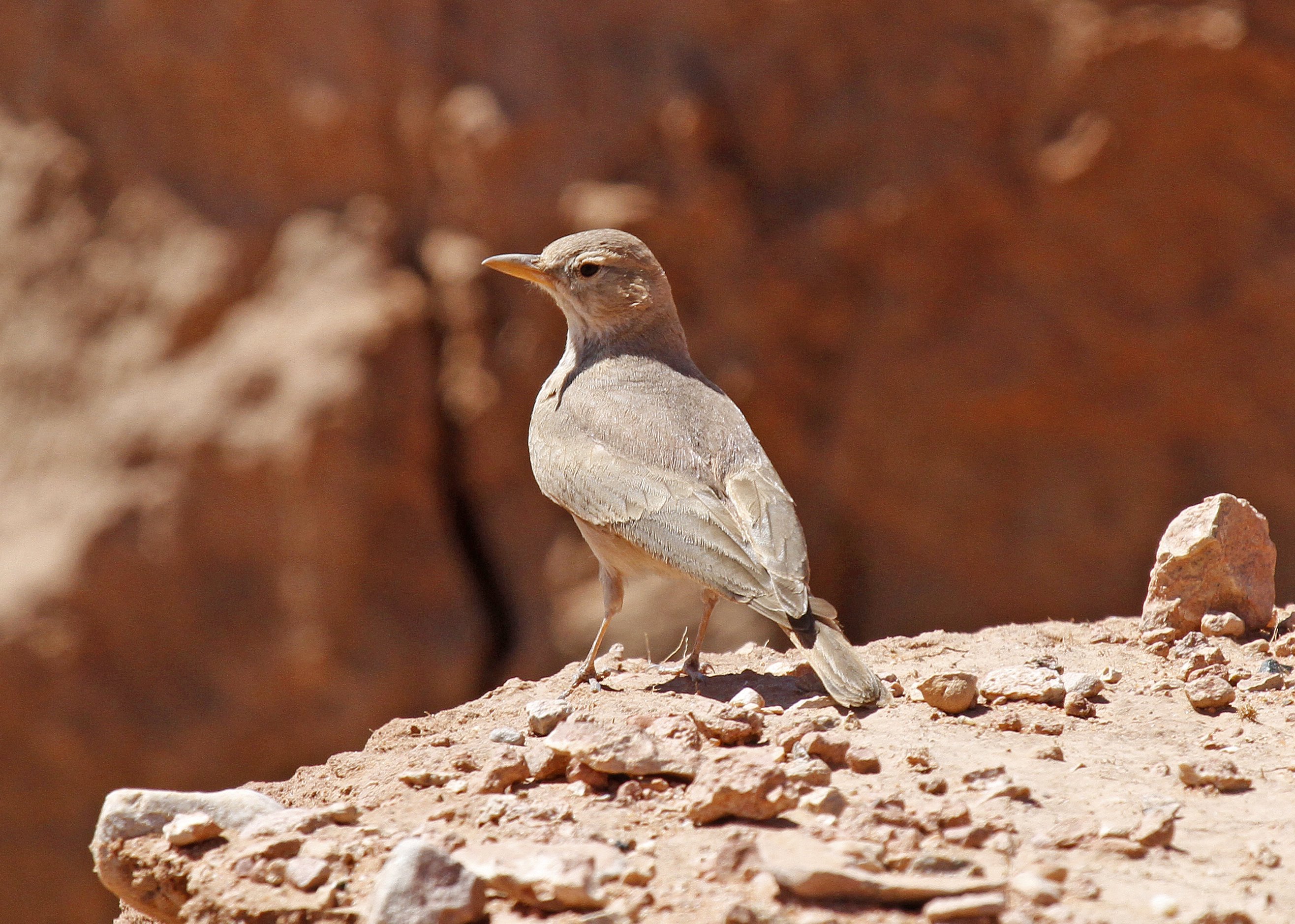 Desert Lark 1_MG_2054