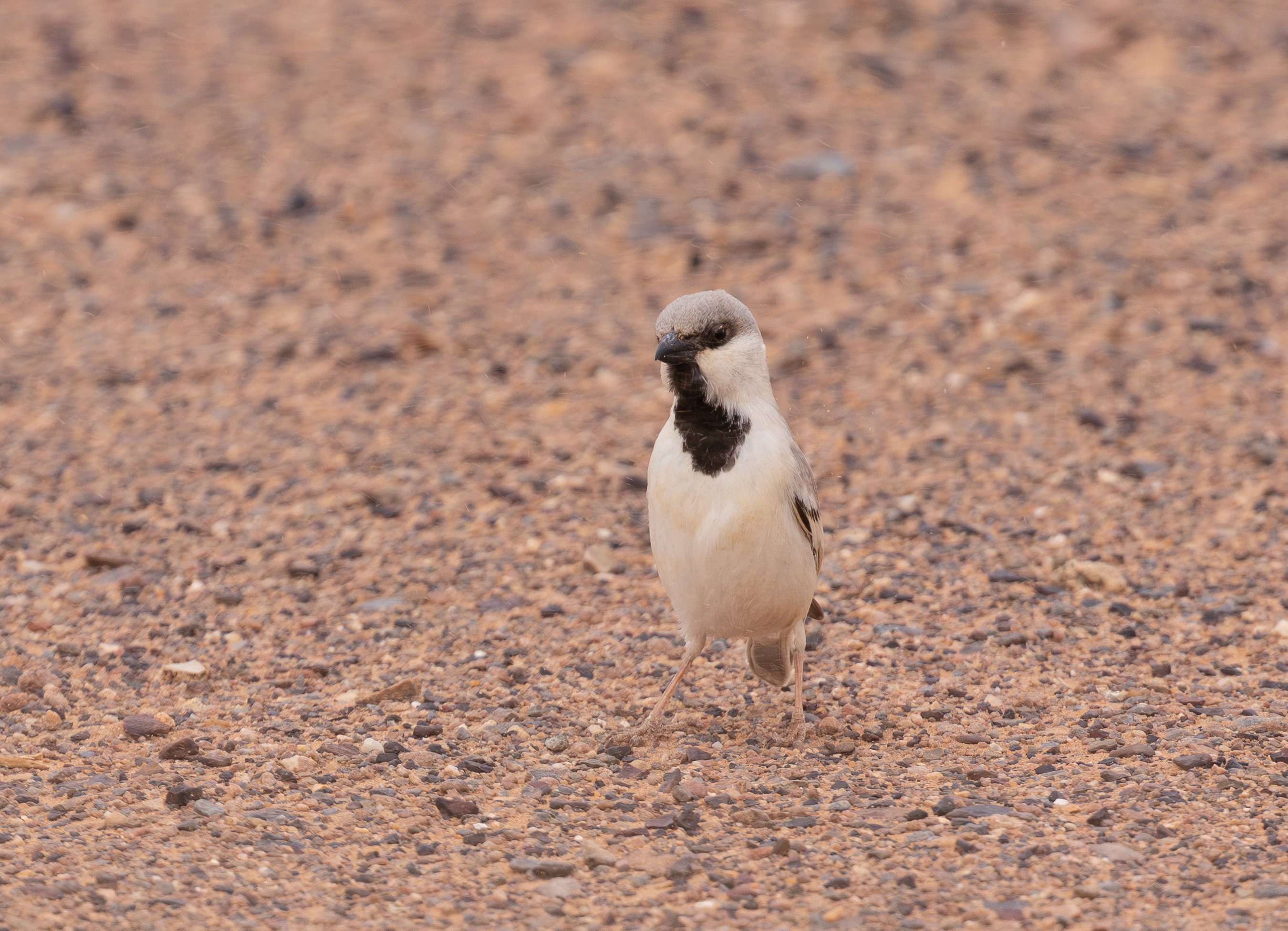 Desert Sparrow 3 FE
