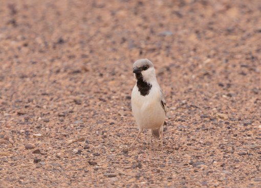 Desert Sparrow 3 FE
