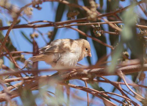 Desert Sparrow juv