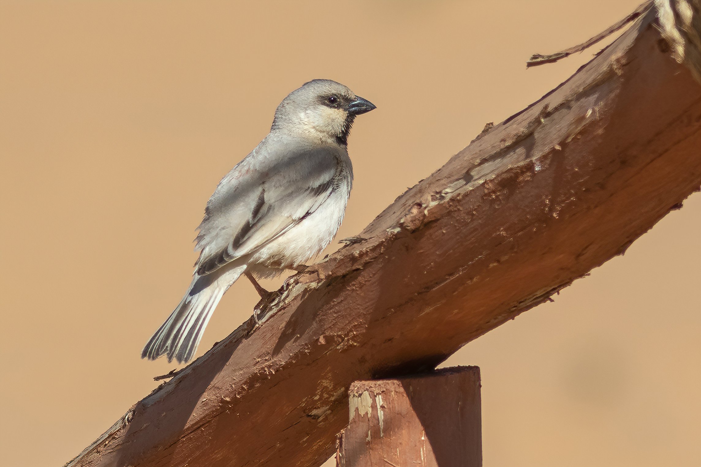 Desert Sparrow male