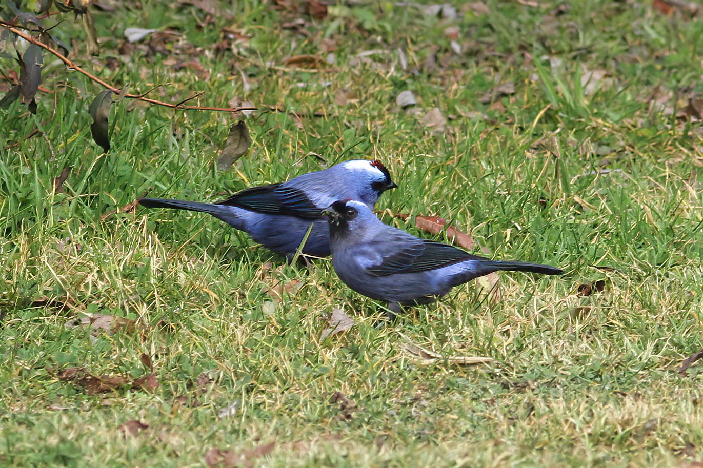 Diademed tanager