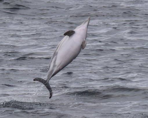 Dolphin-leaping-300x240-gigapixel-standard-scale-4_00x