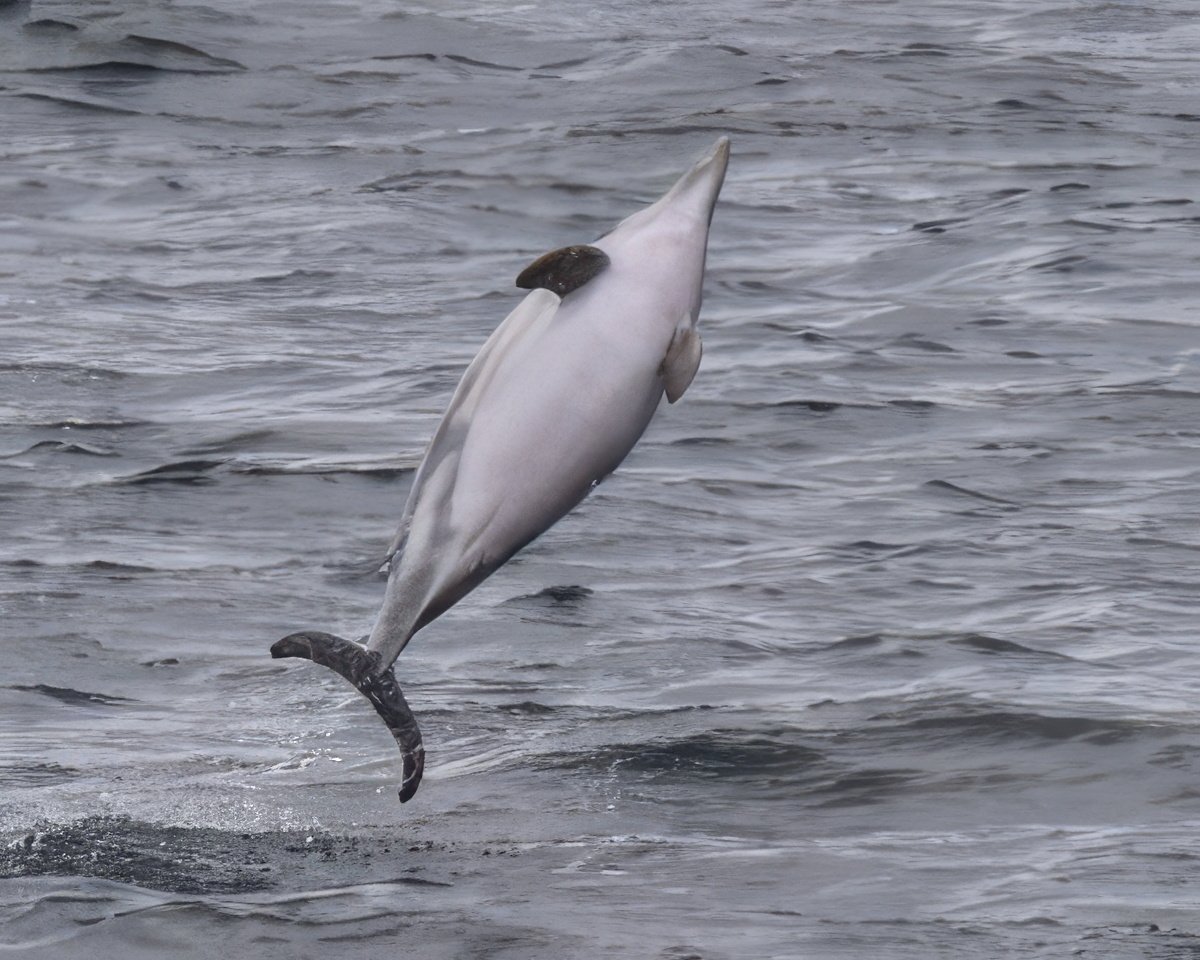 Dolphin-leaping-300x240-gigapixel-standard-scale-4_00x