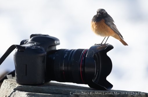 Eastern Black Redstart, Ladakh, Mar 2019 C Dick Filby-2637