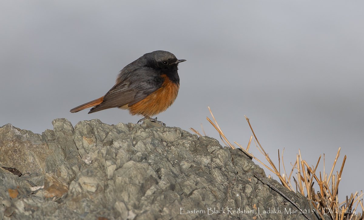 Eastern Black Redstart, Ladakh, Mar 2019 C Dick Filby-2536