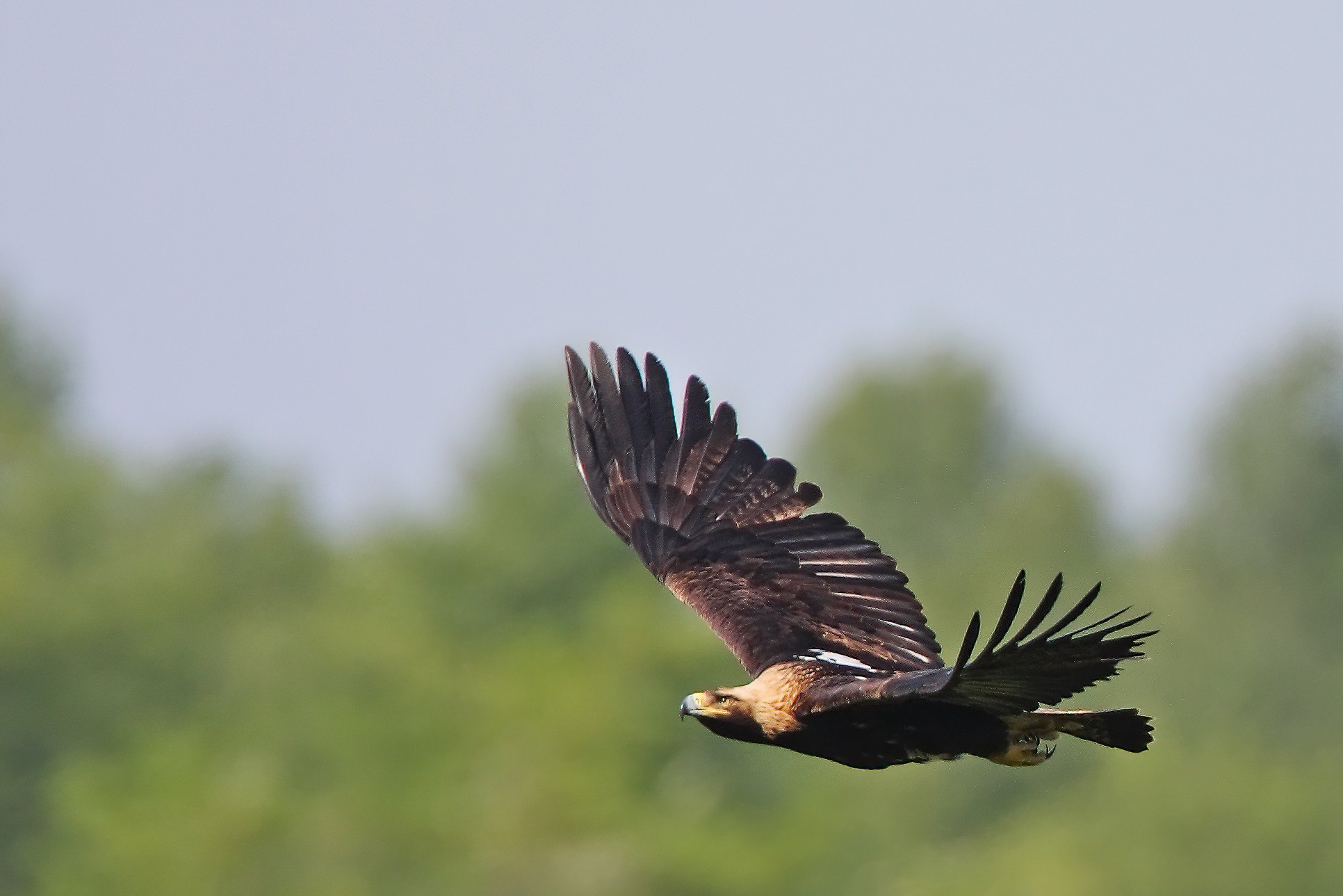 Ecotours KondorEcoLodge.hu Eastern Imperial Eagle Bird Photo Tour Hungary-SharpenAI-Focus