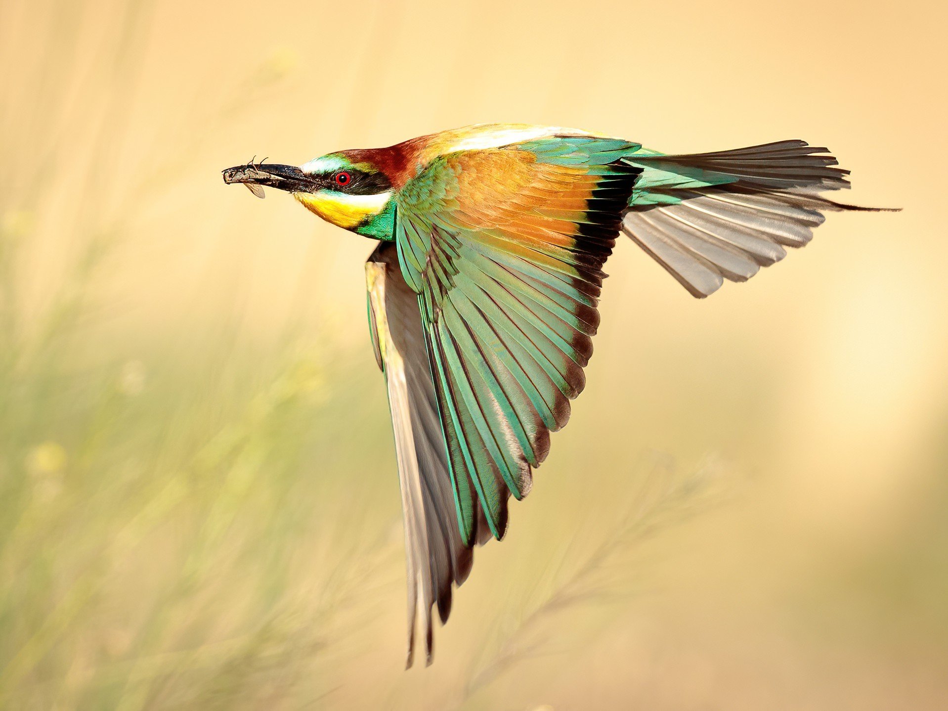 Ecotours Kondorecolodge.hu-European Bee-eater-Bird-Wildlife-Photography Tour-Paul Novak-SharpenAI-Motion