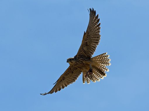 Ecotours Kondorecolodge.hu-Saker Falcon-Bird-Wildlife-Tour-Howard Birley-SharpenAI-Focus
