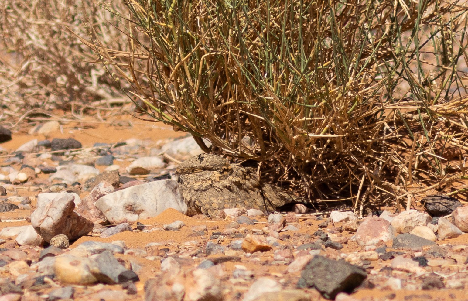 Egyptian Nightjar