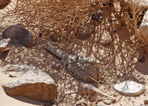 Egyptian Nightjar 1_MG_2345