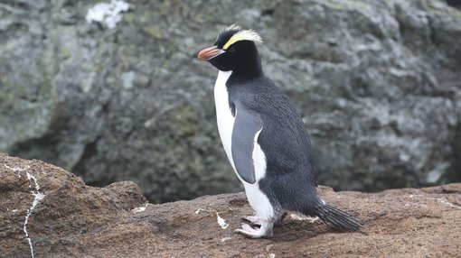 Erect-crested Penguin_Chris Collins (8).JPG