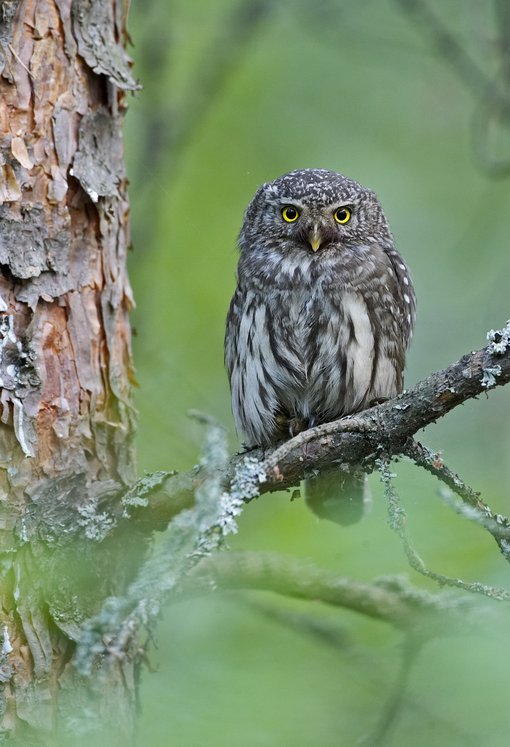 Eurasian Pygmy Owl_0025_JariPeltomaki.jpg