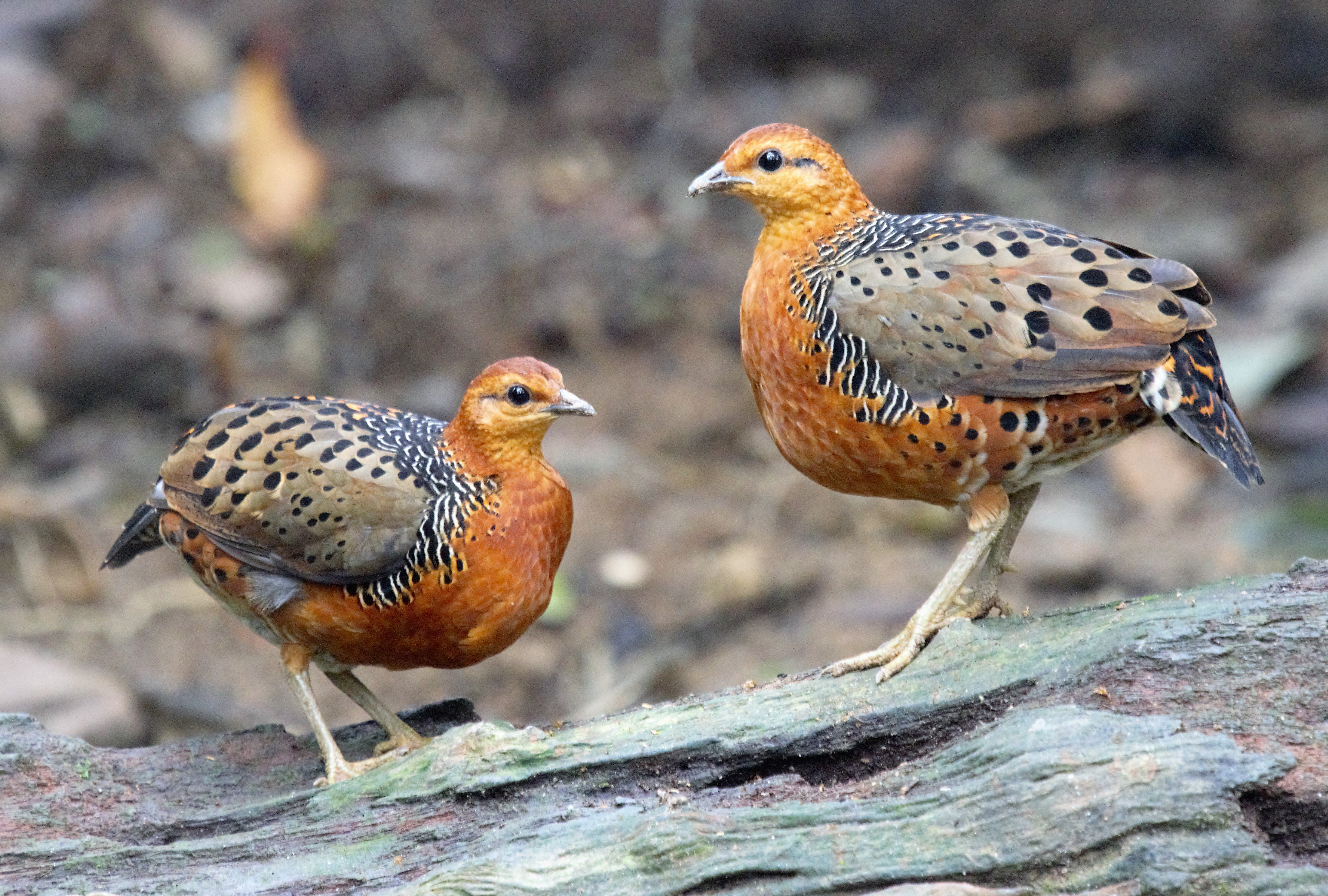 Ferruginous Partridge 1 Bird Tour Malaysia Borneo.jpg