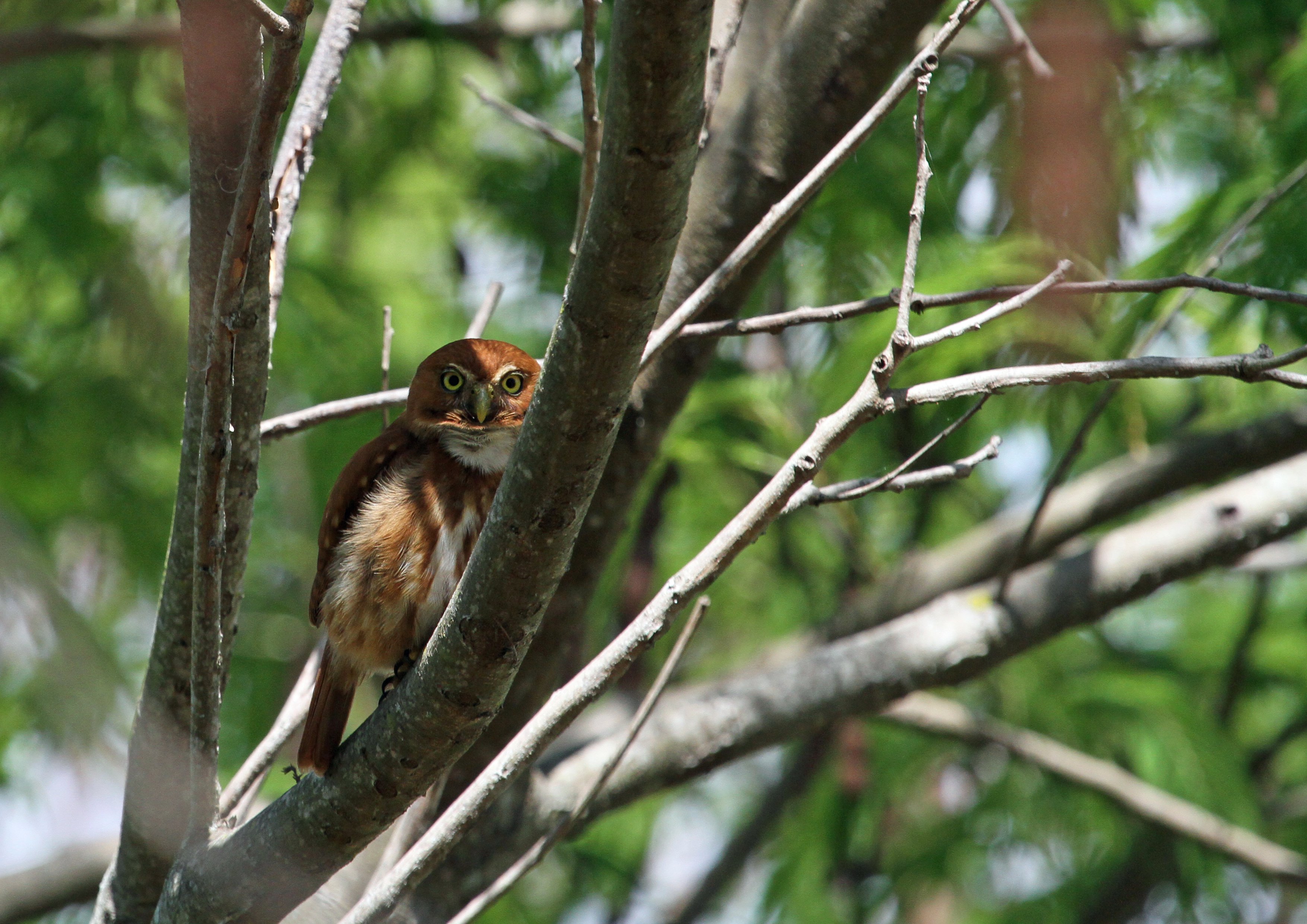 Feruginous Pygmy Owl JTL(4851).jpg