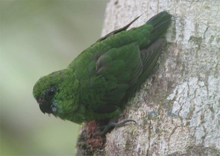 Finsch's Pygmy-parrot CPC.jpg