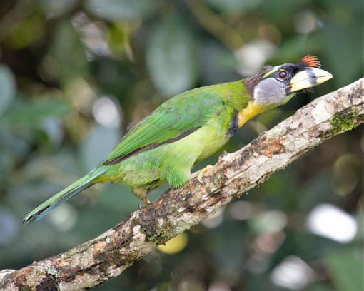 Fire Tutfted Barbet 2 Bird Tour Malaysia Borneo.jpg